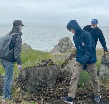 Volunteers removing ice plant on Bay shore